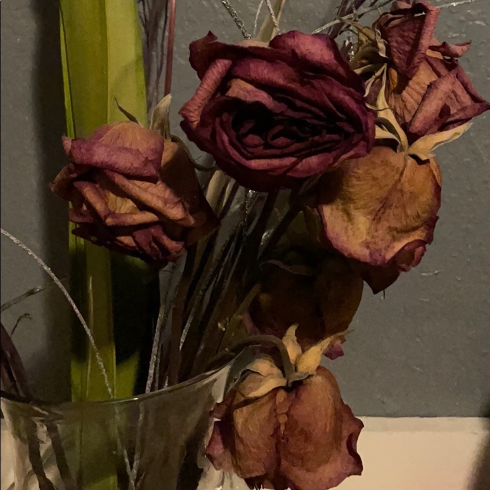 Meet your Posher, Holly